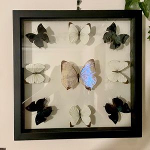 Real Butterfly mounting🦋 display set
